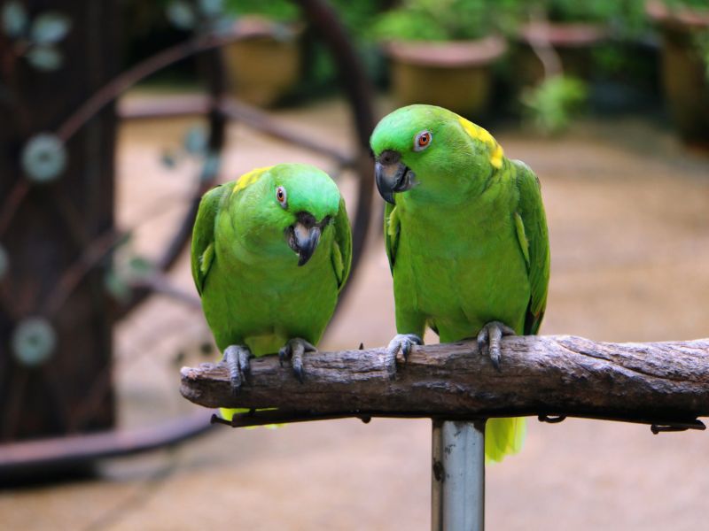 Reproducción del loro nuca amarilla