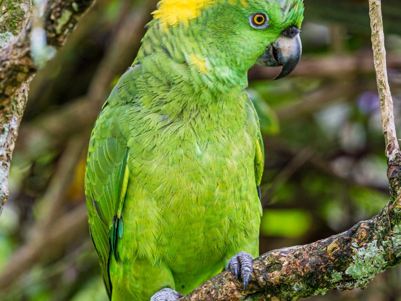 Amenazas para el loro nuca amarilla