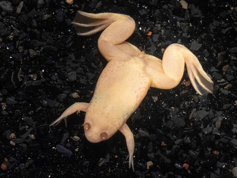 Características de la rana albina