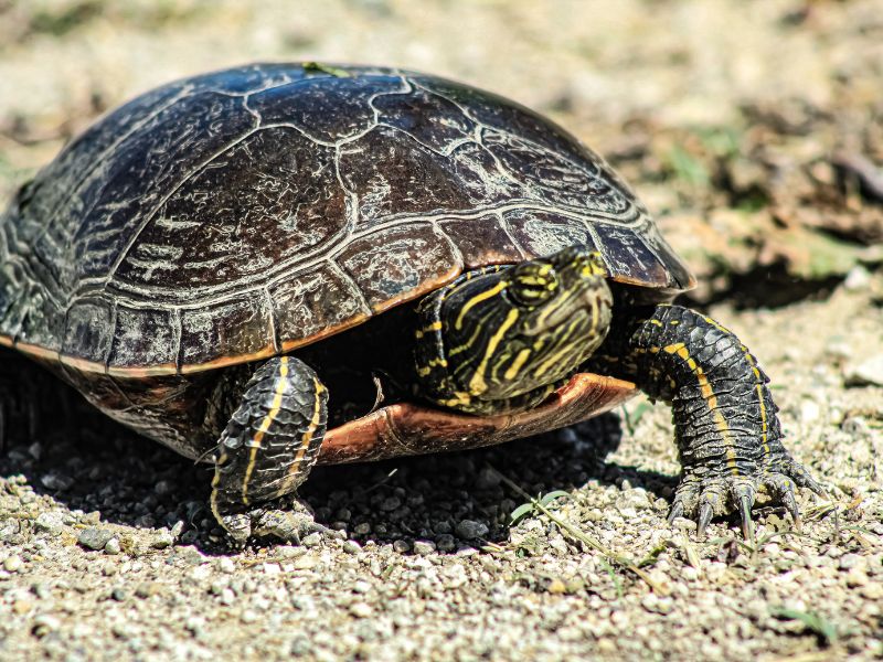 Características de las tortugas