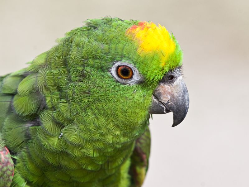 Características del loro nuca amarilla