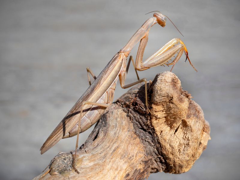 Características de la mantis religiosa marrón