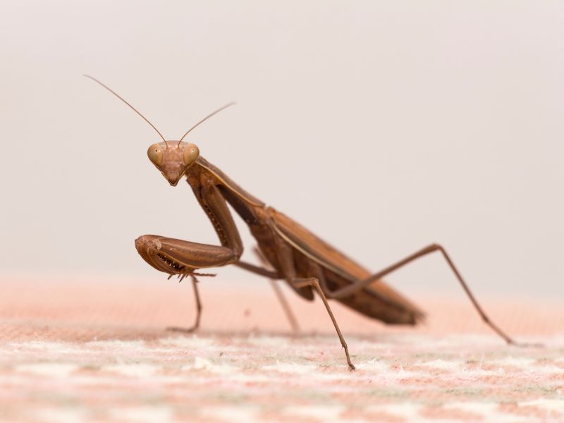 Hábitat mantis religiosa marrón