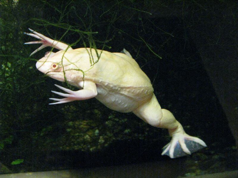 Cuidados de la rana albina