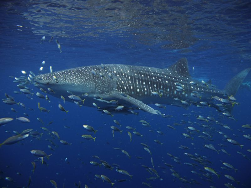 Tipos de ballenas que existen en el mundo marino 