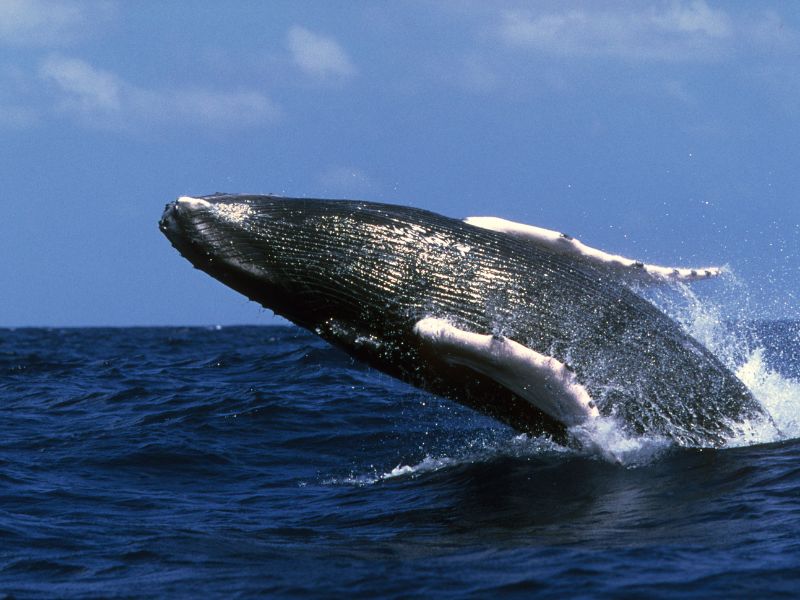 Tipos de ballenas que existen en el mundo marino