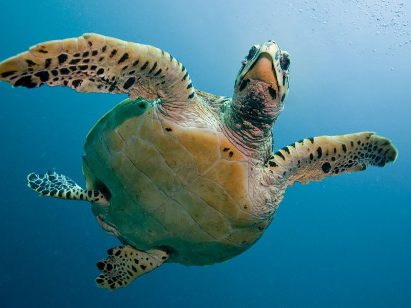 Tortugas marinas